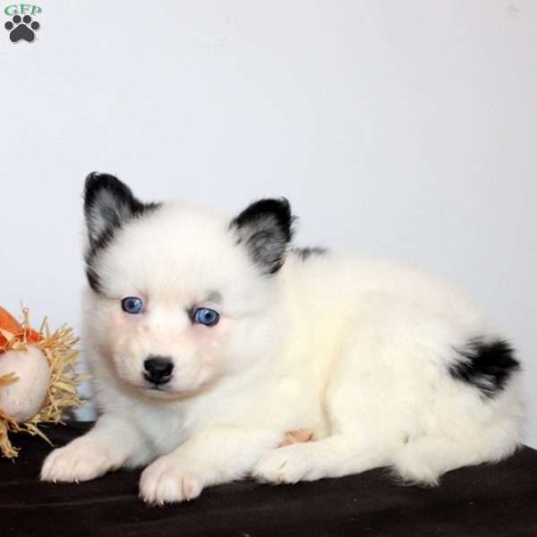 Hattie, Pomsky Puppy